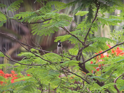 পরিবারসহ বসবাসের নিরাপদ  স্থান লালমাটিয়া