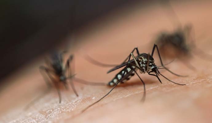 Understanding Dengue Fever